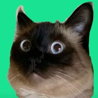merv the cat (@mervthecat) 's Twitter Profile Photo merv the cat (@mervthecat) 's Twitter Profile Photo
