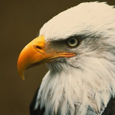 TheEagleSocial's profile picture. Stand up now or lose your right to forever