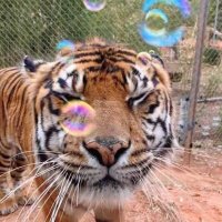 호랑이는 무슨 고양이임 (@tinyhorangii) 's Twitter Profile