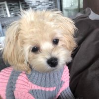 Mini_NERU姫 (@_mini_neru_) 's Twitter Profile