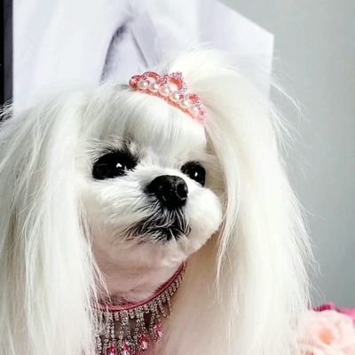 Doggie Royalty clothes shop. https://t.co/bBlPPeoQ0D