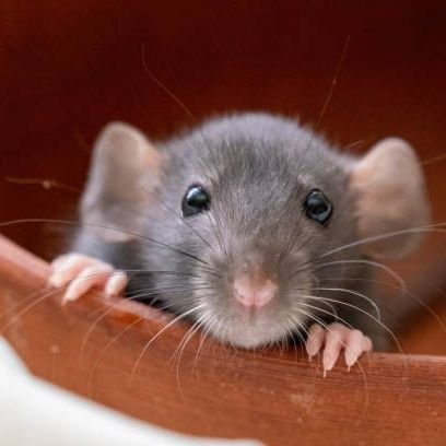 Amit_Kuma_r's profile picture. 