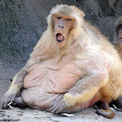 fragrant218762's profile picture. 🚀 The largest web-based generative NFT project launchpad! 

Join our community on discord ➡️ https://t.co/od26WJ99bW