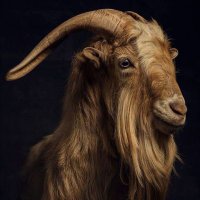 Dan Obasy (@realkinghilsen) 's Twitter Profile