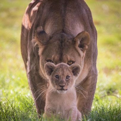 Ibra0328's profile picture. Mkulima wa mbaazi,mahindi,karanga,mpunga na alizeti