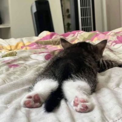 White_ZXX's profile picture. -如果有人明知道我爱钱还愿意猛猛给我花钱就好了-