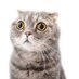 El gato curioso (@gatopolitikon) Twitter profile photo El gato curioso (@gatopolitikon) Twitter profile photo