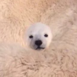 N3G3o's profile picture. スングァンちゃんといっしょにボノンちゃんをよしよしめでたい