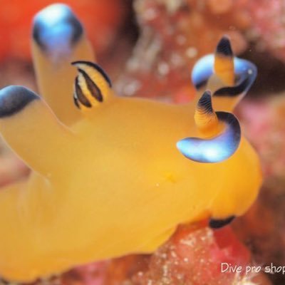 pinematsu_tete's profile picture. まつりちゃんが好き