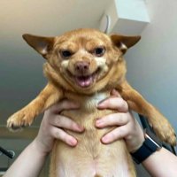Mr_Hot_Sauce_On_Titties (@joey_issa_hoey) 's Twitter Profile