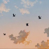 R (@rainforestsb) 's Twitter Profile