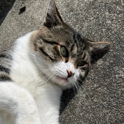 (わふう) ふりかけさんのプロフィール画像