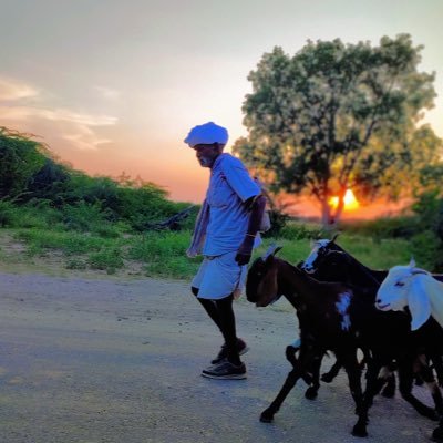 RHistory19's profile picture. Thar vibes | Jodhpur | Desert life राजस्थान कि , संस्कृति ॥ wildlife 🇮🇳