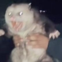 AyePossum Profile