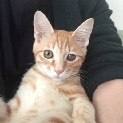 ruth2024utot's profile picture. I loveUTOT. #undertheoaktree 23.12マンガから始まったオーク祭りKindle利用24.6月現在３週目。25.8雑多読書垢になりつつあるこの頃　pixiv https://t.co/D5OwGcqObH