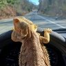 FriedBaconBitz's profile picture. Gamer/Reptile lover🐍🦎/💨💨💨
$Nbenway25

⚡There, there, Hagrid. It's not really good-bye, after all.⚡