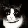 SodeTramuntana's profile picture. La vida de color black metal es la vida mejor.  Vengo a hablar de mi doom
https://t.co/WgLdEpZxRw
https://t.co/uTPAL4U6bS