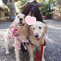 ゴールデンレトリバー🐶はぐみ (@hughugretriever) Twitter profile photo