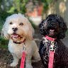 Rievaulx_pup's profile picture. Two fun loving poodle crosses in Oxfordshire, UK. (Pronounced “Reevo”.)