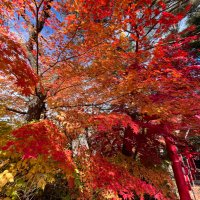 小百合(10/4天使の日👼) (@anemone19093326) 's Twitter Profile Photo