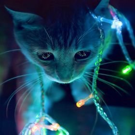 AandIkitten's profile picture. AI / Tech / World Events 
#warm #sunny #flowers ☀️💐🎨