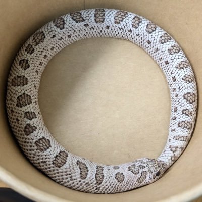 snrdt's profile picture. 