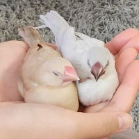 みみ@文鳥 (@tori_tori_mmsk) 's Twitter Profile