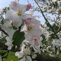 Silke#linksgrünundstolzdarauf (@silke666) 's Twitter Profile