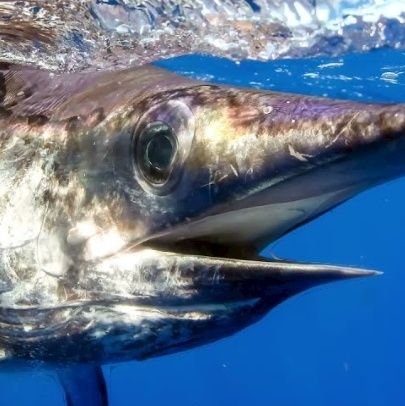 SecretSwordfish's profile picture. 