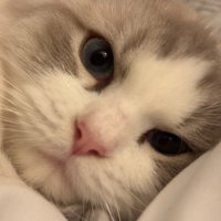 Cats and gardens (@lizettevann) 's Twitter Profile