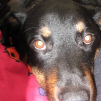 Rocky Tyson Balboa (@rockytb) Twitter profile photo