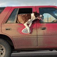 Wellworn (@wellwornobjects) 's Twitter Profile