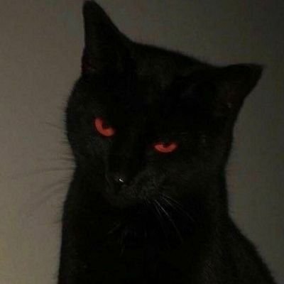 Kittens🐈さんのプロフィール画像