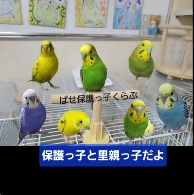 大好きな7羽の🌈ぐみ、
ゆずパパふぁみりーは永遠に私の心の中に❤
現在
ぱせ保護っ子くらぶ🥰
ぱせり(里親)
ろくたん(R4-7-9保護)
なるたん(里親)
ぴーたん(R5-6-15保護)
きいろ(R5-10-21保護)
あおたん(R6-6-8保護)
はぁたん(里親)
こゆず(R7-7-13保護)
※全て届出済