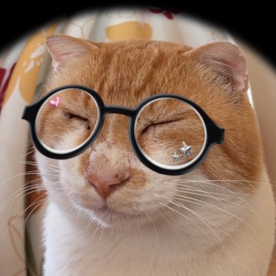 omochi_motchan's profile picture. もちの脱走がきっかけでXを始めました。お外で散々野良生活を頑張った傷だらけのWキャリアもち君と私の日常。虐待する人間はこの世から消えてくれ