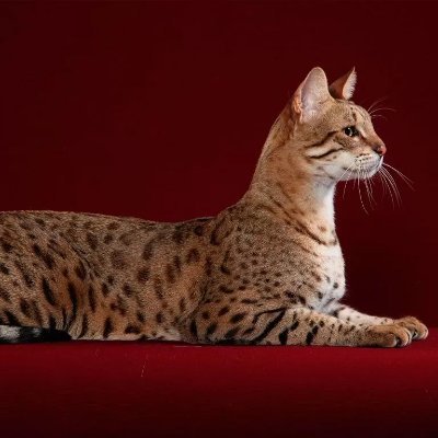 twiteriuka77446's profile picture. Sol is future