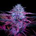 Grow Freaks (@lehdercarlos1) Twitter profile photo Grow Freaks (@lehdercarlos1) Twitter profile photo
