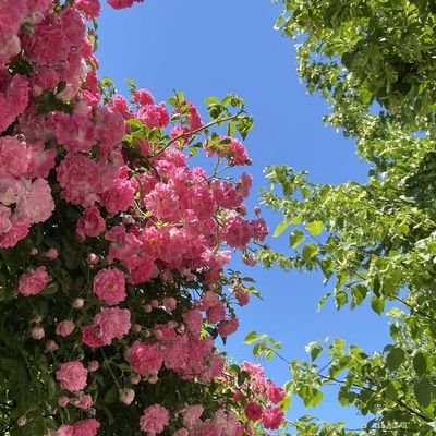 wanderingrose06's profile picture. Classic literature and nature lover ✨📕🍃