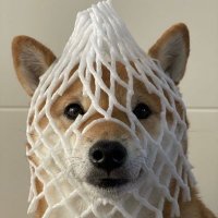 Wrapped Dog Favorites (@wrappeddog) 's Twitter Profile