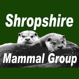 Shropshire Mammal Group includes Telford & Wrekin. We hold online events & real life meetings. Top quality quarterly newsletter. Membership only £5 a year!