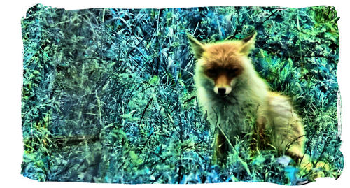 foxnsock's profile picture. eat my shorts