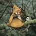 Refr 🦊 (@kvitravnsvitjod) Twitter profile photo Refr 🦊 (@kvitravnsvitjod) Twitter profile photo