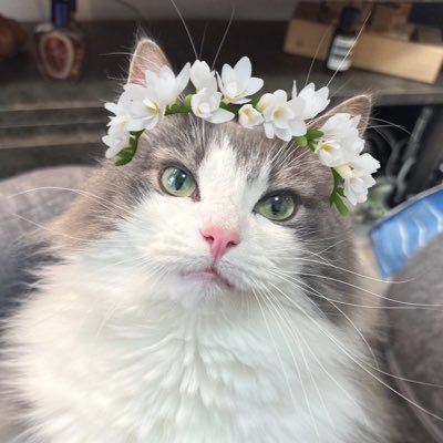 4lyceさんのプロフィール画像
