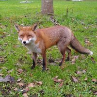 Melissa Barnyard (@picklingirl) 's Twitter Profile