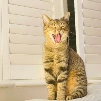 Billy (@ninnycat) 's Twitter Profile Photo Billy (@ninnycat) 's Twitter Profile Photo