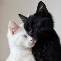 🇵🇸عوبد (@30obd) 's Twitter Profile Photo