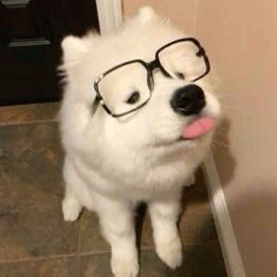 ShibaLover222's profile picture. the only reason I exist on this site anymore is to laugh at the communists calling themselves Americans known as maga. Russian propagandists beware.