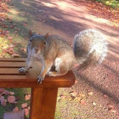 rhonaiskool's profile picture. hi