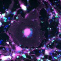 Brittany Lende-Dorn (@synbio_brittany) 's Twitter Profile