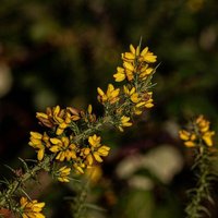 xandreprivv (@xandregr) 's Twitter Profile